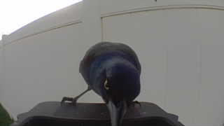 common grackle