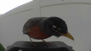 american robin