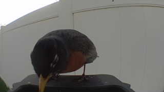 american robin