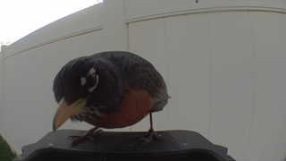american robin