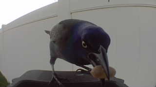 common grackle