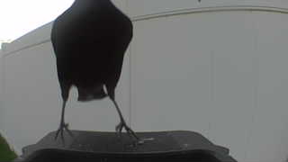 american crow