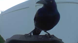 american crow