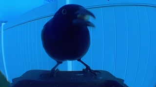 common grackle