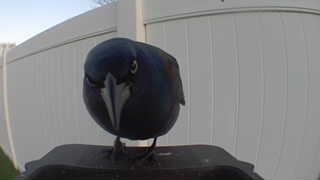common grackle