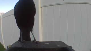 american crow