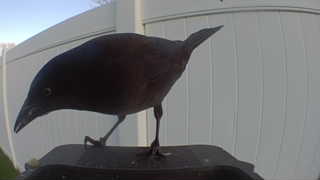 common grackle