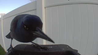common grackle