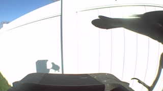 common grackle