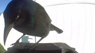 common grackle