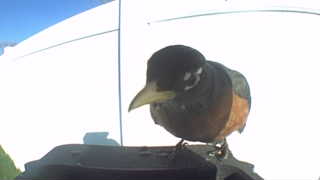 american robin