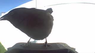 brown-headed cowbird