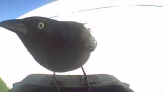 common grackle
