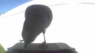american crow