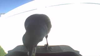 brown-headed cowbird