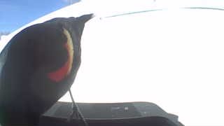 red-winged blackbird