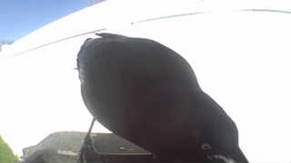 american crow