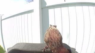 american kestrel