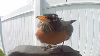 american robin