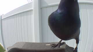 common grackle