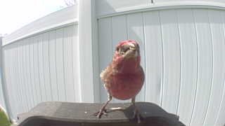 purple finch