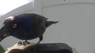 common grackle