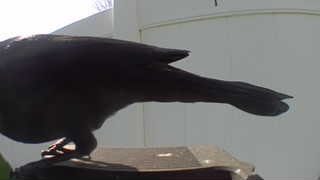 american crow