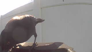 european starling