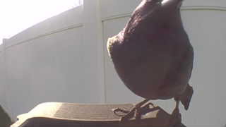 brown-headed cowbird