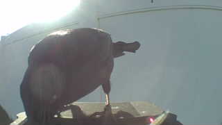 rock pigeon