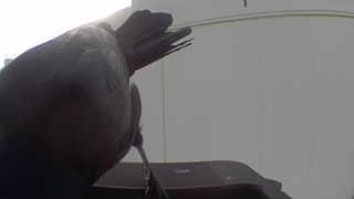 rock pigeon