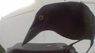 common grackle