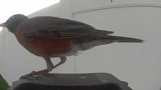 american robin