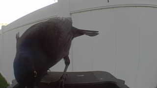 american crow