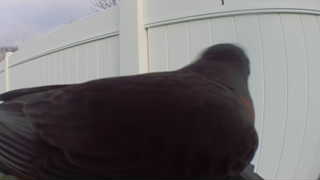 rock pigeon