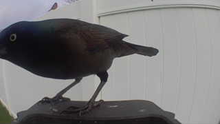 common grackle
