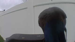mallard