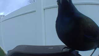 common grackle