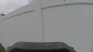american crow