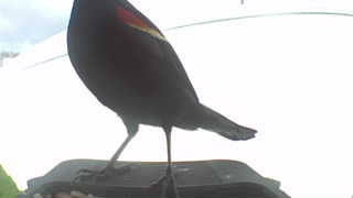 red-winged blackbird