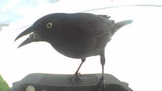 common grackle