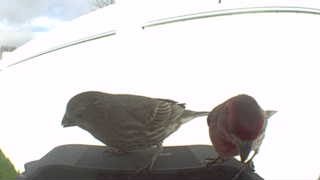 house finch