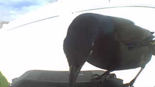 common grackle