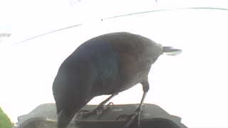common grackle