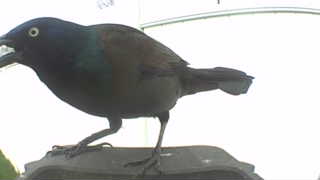 common grackle