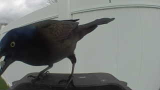common grackle