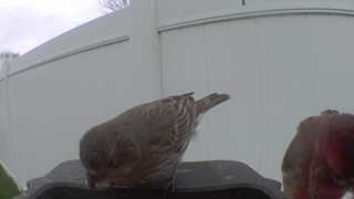 house finch