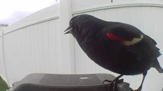 red-winged blackbird