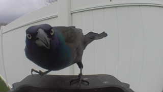 common grackle