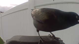 common grackle